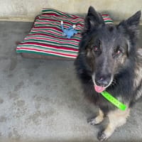 MARLEY, chien à adopter