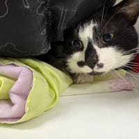 FELIX, chat à adopter