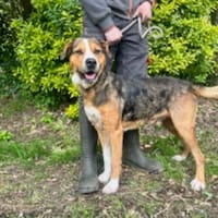 snorri, chien à adopter
