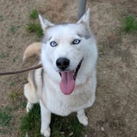 VICK, chienne à adopter