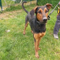 PEDRO, chien à adopter