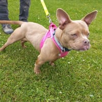 MEVANWI, chienne à adopter