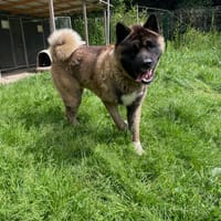 DOHKO, chien à adopter