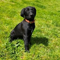 TULIPE QCN (Collier marron), chienne à adopter