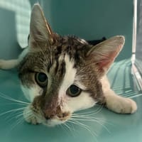 MILKO, chat à adopter