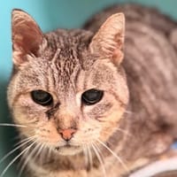 ROSA CAB5517, chatte à adopter