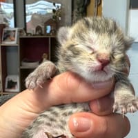 BANDIT, chat à adopter