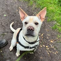 SIMBA OAA20019, chien à adopter