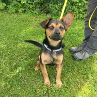 PILOTE, chien à adopter