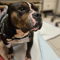 Lady PAS ICAD, chienne à adopter