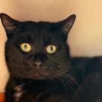 Clem CAB5518, chat à adopter