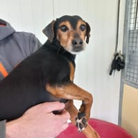 FILOU, chien à adopter