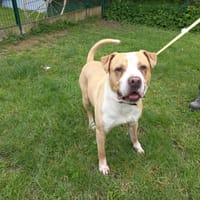 OLAF, chien à adopter
