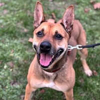 Arrow CAA13190, chien à adopter