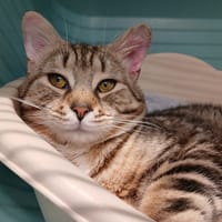 Frodon, chat à adopter