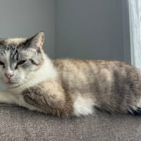 LAGOULUE, chatte à adopter