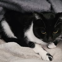 Tempète, chatte à adopter