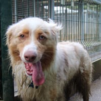 VOLT, chien à adopter