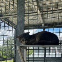 Angelo, chat à adopter