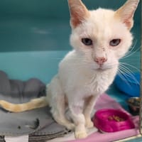 Maïs, chat à adopter