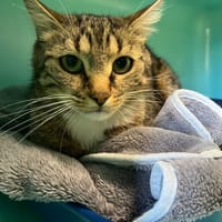 Tango, chat à adopter
