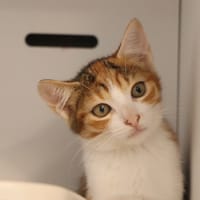 CYMBALE (Réservée), chatte à adopter