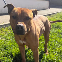 ROSCO, chien à adopter