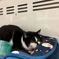 MIDNIGHT, chat à adopter