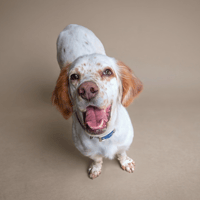URKA, chienne à adopter