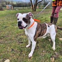 REIVA, chienne à adopter