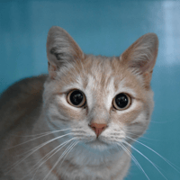 Garfield (En cours d'adoption), chat à adopter