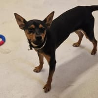 RILLETTE PAA24216, chienne à adopter