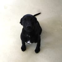 RAVEN, chien à adopter