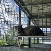 BUZZ, chatte à adopter