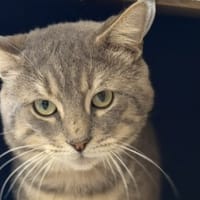Biscuit CAB5557, chat à adopter
