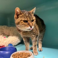 GROSEILLE A17422, chatte à adopter