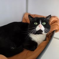Happy, chat à adopter