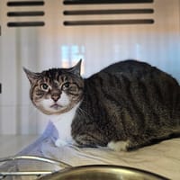 Crapuline, chatte à adopter