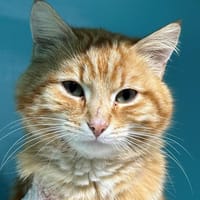 FACOM, chat à adopter
