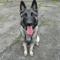 Alpha, chien à adopter