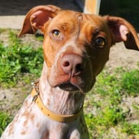 DARIA, chienne à adopter