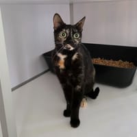 Touka, chatte à adopter