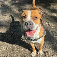 KAI OAA20026, chien à adopter