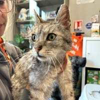 SILVER, chat à adopter