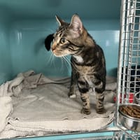 Yashar, chat à adopter