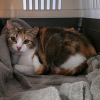 Moumoune, chatte à adopter