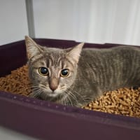 Choupette, chatte à adopter