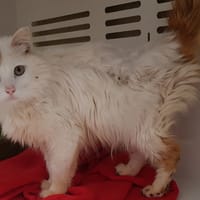 SIMBA, chat à adopter