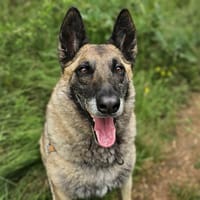 NASKO, chien à adopter