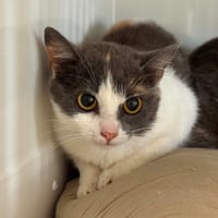 PISSENLIT, chatte à adopter